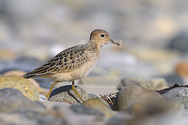 Buff-breasted sandpiper (Calidris subruficollis) juvenile, with pebbles as background. stock-image by Agami/Sylvain Reyt,