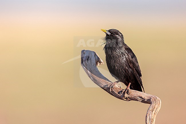 Spotless Starling free on a branch with nice background stock-image by Agami/Onno Wildschut,