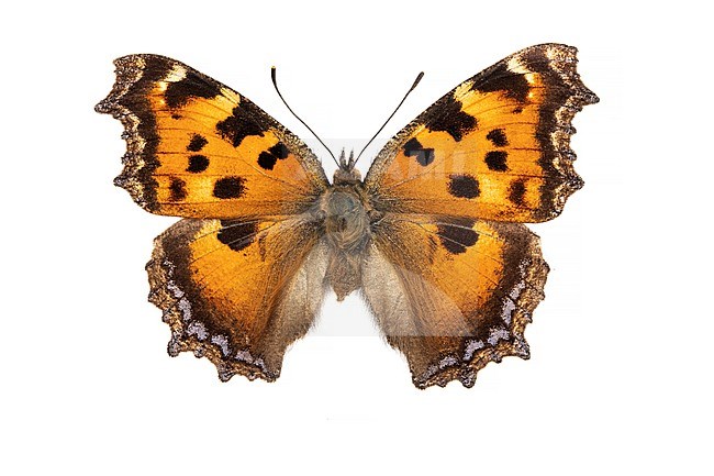 Yellow-legged Tortoisehell, Oostelijke vos, Nymphalis xanthomelas stock-image by Agami/Wil Leurs,