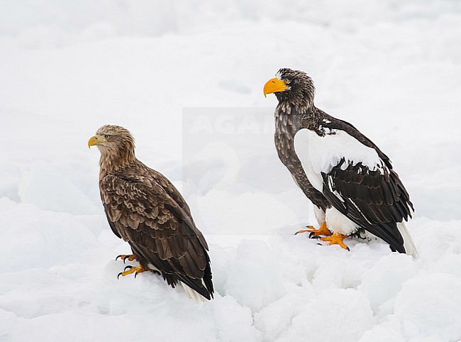 Adult Steller's Sea Eagle, Haliaeetus pelagicus, wintering at Rauso, Hokkaido, Japan. Together with a White-tailed Eagle. stock-image by Agami/Pete Morris,