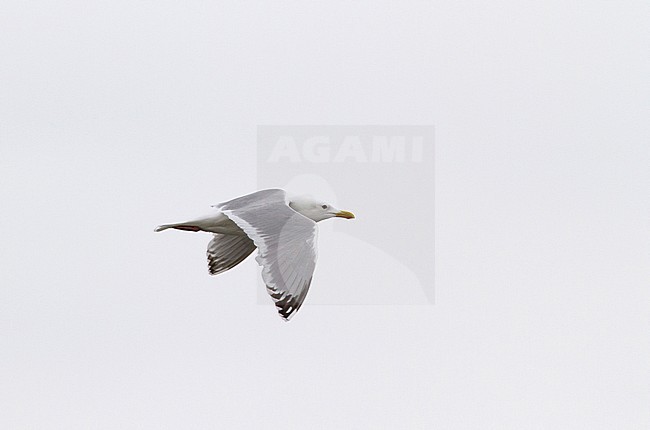 Adult summer Thayer's Gull (Larus thayeri) in flight along the Alaskan coast, showing upper wing pattern. stock-image by Agami/Edwin Winkel,