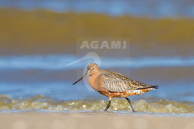 Spring summer plumaged Bar-tailed Godwit (Limosa lapponica) walking at the beach of Katwijk, Netherlands. stock-image by Agami/Menno van Duijn,