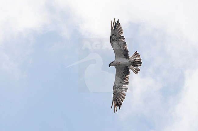 Osprey (Pandion haliaetus) in flight. stock-image by Agami/David Monticelli,