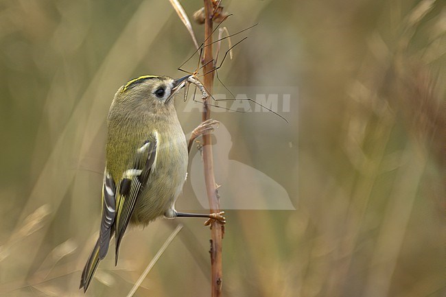 Goldcrest (Regulus regulus) with a large crane fly in its beak, Finland stock-image by Agami/Kari Eischer,