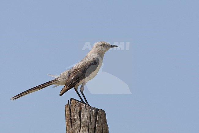 Tropische Spotlijster staand op paal Mexico, Tropical Mockingbird perched on pole Mexico stock-image by Agami/Wil Leurs,