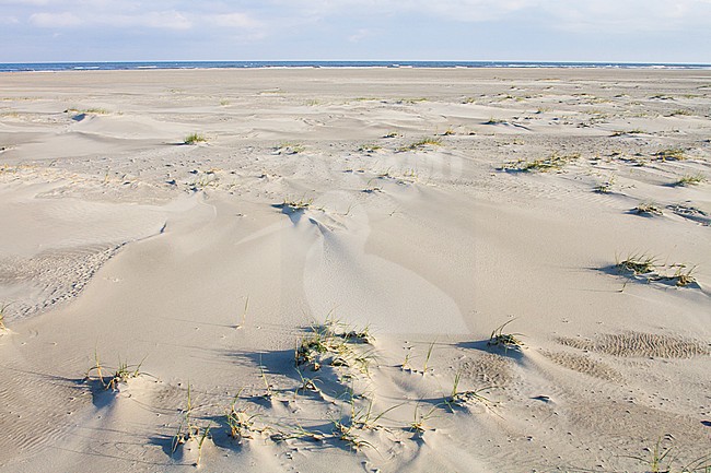 Landscape of the Dutch Wadden Isle Schiermonnikoog. Wide open beach along the Dutch North Sea coast stock-image by Agami/Menno van Duijn,