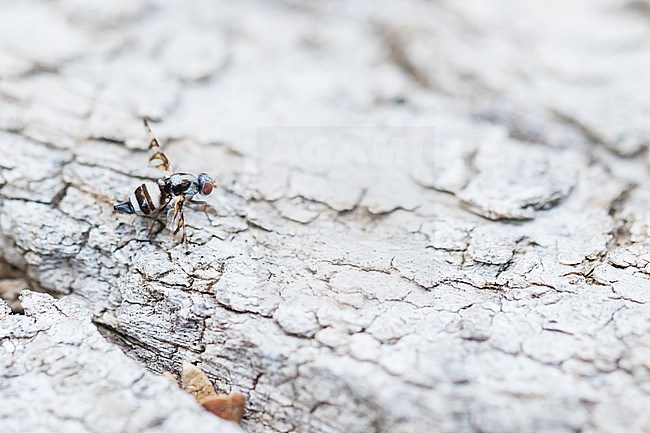 Myennis octopunctata, Germany (Baden-Württemberg), imago, female stock-image by Agami/Ralph Martin,