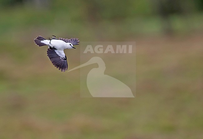 Pied water tyrant, Fluvicola pica, on Trinidad. stock-image by Agami/Pete Morris,