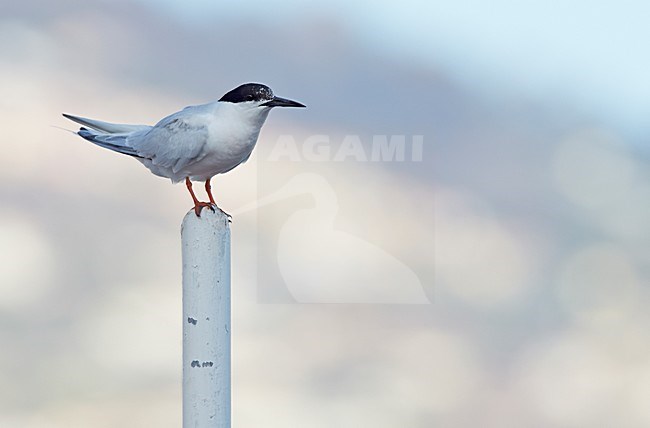Volwassen Dougalls Stern, Adult Roseate Tern stock-image by Agami/Markus Varesvuo,