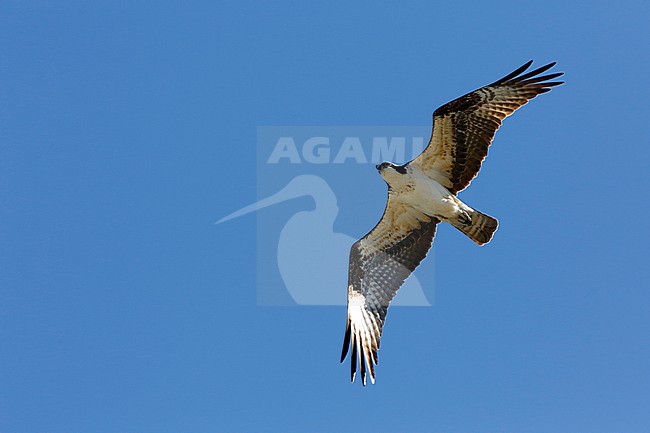 American Osprey, Pandion haliaetus carolinensis stock-image by Agami/Chris van Rijswijk,