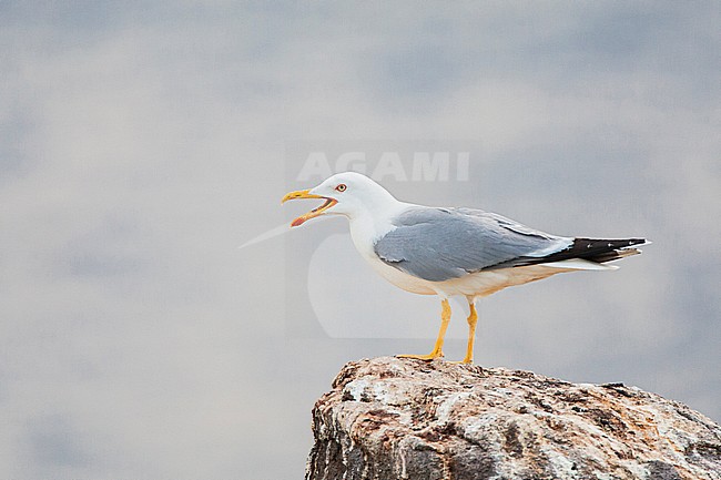 Adult Yellow-legged Gull (Larus michahellis michahellis) standing on a rock calling loudly, on Lesvos, Greece. stock-image by Agami/Marc Guyt,