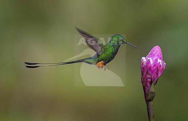 Peruvian Racket-tail (Ocreatus peruanus) adult male in flight hovering and feeding at a pink-and-white flower stock-image by Agami/Andy & Gill Swash ,