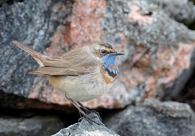 Roodsterblauwborst op een rots, Red-Spotted Bluethroat on a rock stock-image by Agami/Markus Varesvuo,