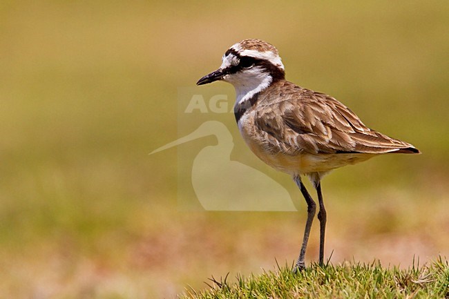 Madagaskarplevier staand in gras, Black-banded Plover perched in gras stock-image by Agami/Dubi Shapiro,