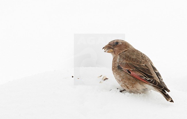 Mannetje Atlasbergvink in sneeuw; Male African Crimson-winged Finch in snow stock-image by Agami/Markus Varesvuo,