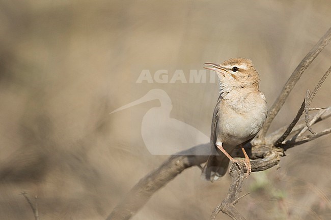 Rufous-tailed Scrub-robin - (Cercotrichas galactotes ssp. familiaris) Tajikistan, adult stock-image by Agami/Ralph Martin,