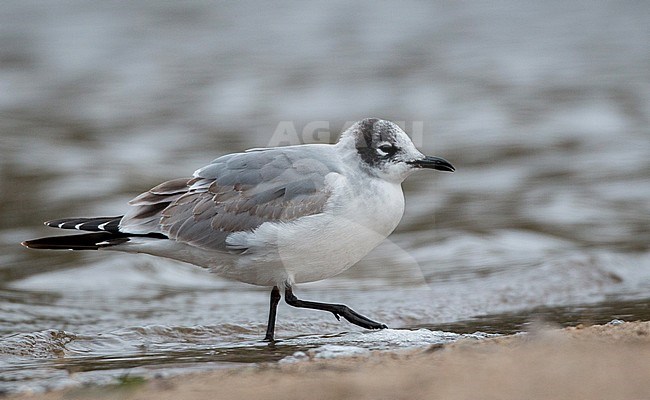 First-winter Franklin's Gull (Leucophaeus pipixcan) standing stock-image by Agami/Ian Davies,