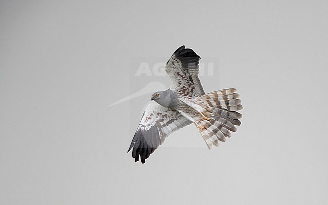 Adult male Montagu's Harrier (Circus pygargus) in flight in Extremadura, Spain stock-image by Agami/Helge Sorensen,