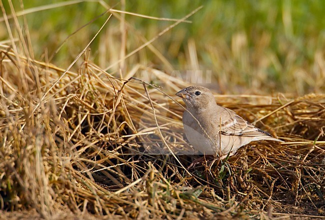 foeragerende Bleke Rotsmus; Foraging Pale Rock Sparrow stock-image by Agami/Markus Varesvuo,