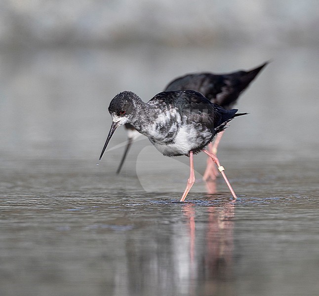 Immature Black Stilts (Himantopus novaezelandiae) wading in river delta in Glentanner Park, Mackenzie Basin, South Island, New Zealand. Known as Kaki in Maori and critically endangered. stock-image by Agami/Marc Guyt,