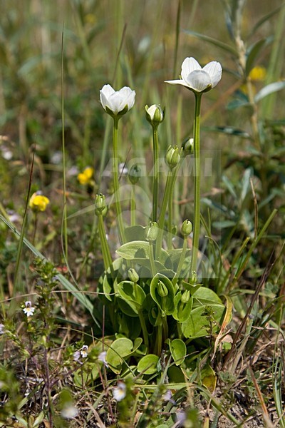 In Nederland groeit Parnassia vooral aan de kust; In the Netherlands Parnassia is found mainly along the coast stock-image by Agami/Arnold Meijer,
