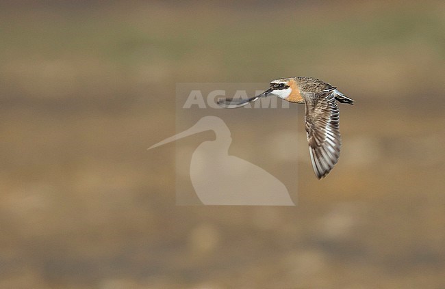 Lesser Sand Plover - Mongolenregenpfeifer - Charadrius mongolus ssp. pamirensis, Kyrgyzstan, adult male stock-image by Agami/Ralph Martin,
