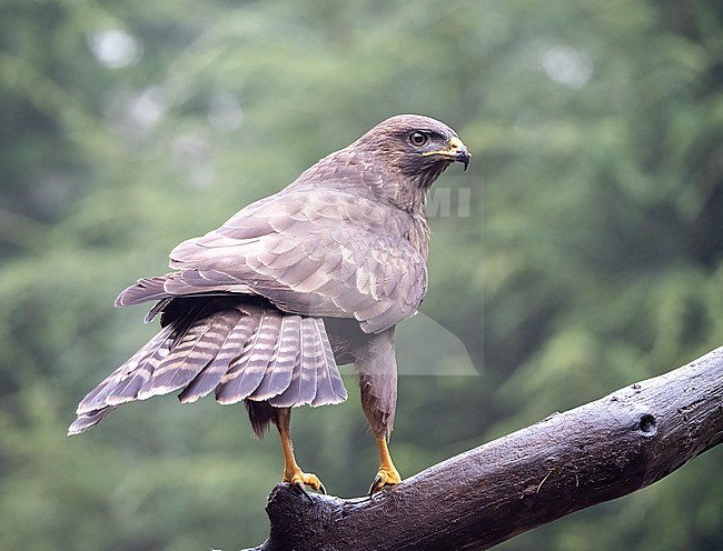 Common Buzzard (Buteo buteo) perched on a branch in the forest and spreading its tail stock-image by Agami/Roy de Haas,