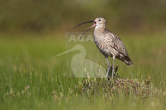 Eurasian Curlew - Großer Brachvogel - Numenius arquatus ssp. suschkini, Russia (Ural), adult stock-image by Agami/Ralph Martin,