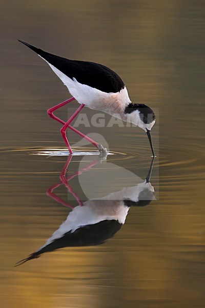 Volwassen mannetje Steltkluut; Adult male Black-winged Stilt stock-image by Agami/Daniele Occhiato,