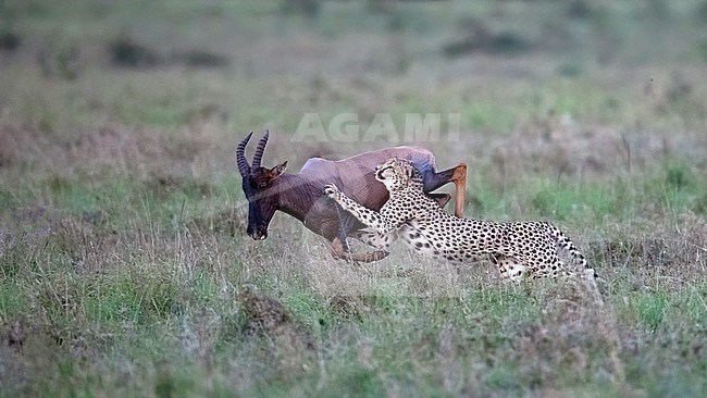 Close up side view of a male Cheetah, (Acinonyx jubatus) catching a Topi stock-image by Agami/Markku Rantala,