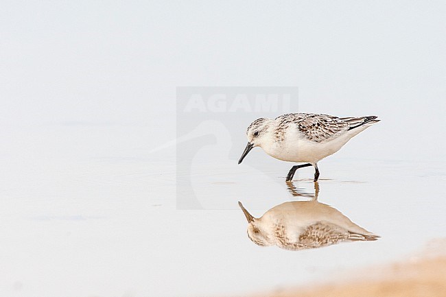 Sanderling (Calidris alba) with reflection in the water in autumn on the beach of Tarifa stock-image by Agami/Roy de Haas,