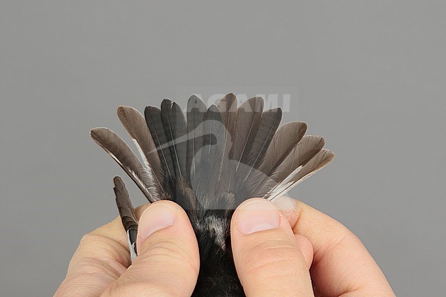 Adult male European Pied Flycatcher (Ficedula hypoleuca) caught at the Ottenby Bird Observatory ringing station situated at the southern point of the Baltic island Öland in south-east Sweden. Showing its tail. stock-image by Agami/Magnus Hellström,