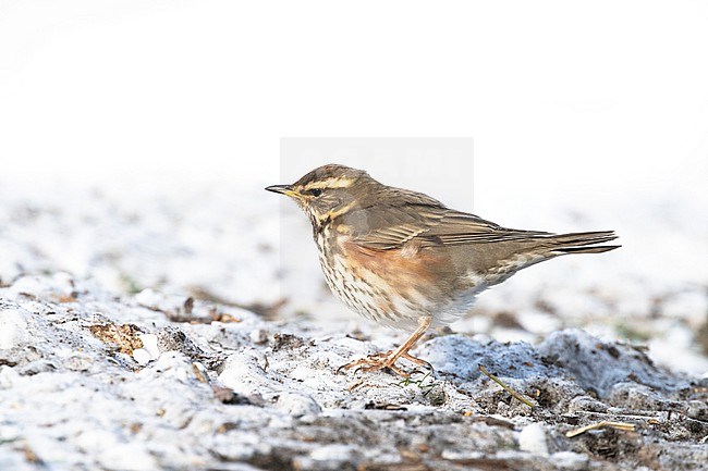 Redwing (Turdus iliacus) trying to survice by feeding in open patched in the snow during a cold period in winter in the Netherlands stock-image by Agami/Arnold Meijer,