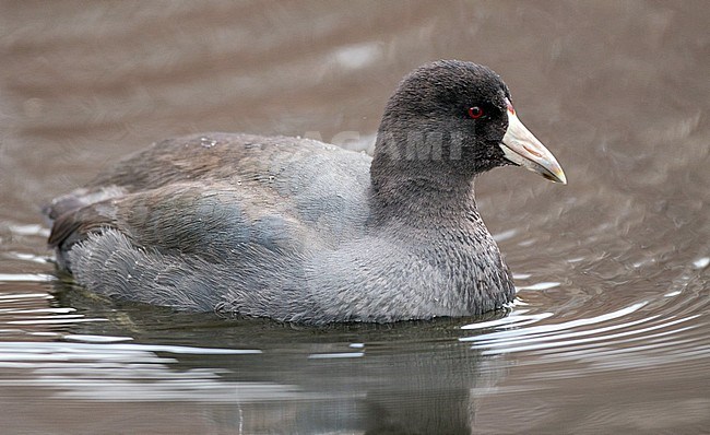 First-winter American Coot (Fulica americana) swimming in an urban lake in North America. stock-image by Agami/Ian Davies,