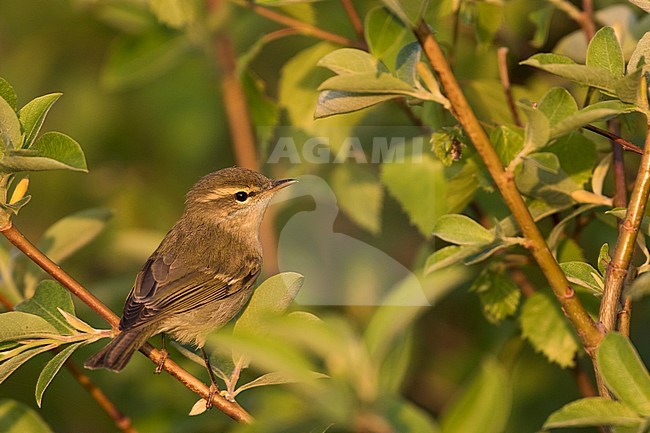 Two-barred Warbler (Phylloscopus plumbeitarsus), Russia (Baikal) adult with evening light. stock-image by Agami/Ralph Martin,