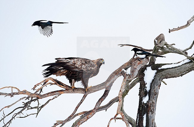 Northern Magpie (Pica pica fennorum) interacting with Golden Eagle at Utarjärvi, Finland stock-image by Agami/Helge Sorensen,