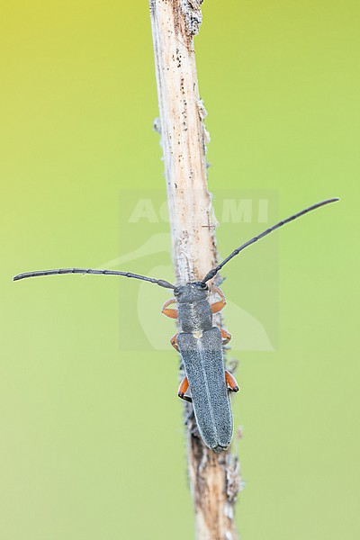 Phytoecia icterica - Pastinakböckchen, Germany (Baden-Württemberg), imago stock-image by Agami/Ralph Martin,
