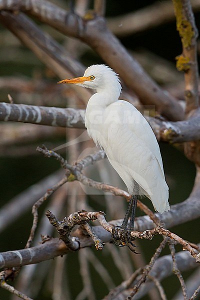 Cattle Egret, perched on a branch, Campania, Italy stock-image by Agami/Saverio Gatto,