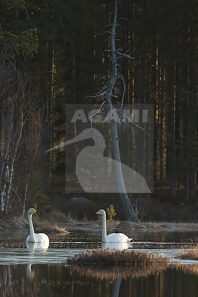 Whooper Swan (Cygnus cygnus), pair swimming on a pond in finnish wilderness stock-image by Agami/Kari Eischer,