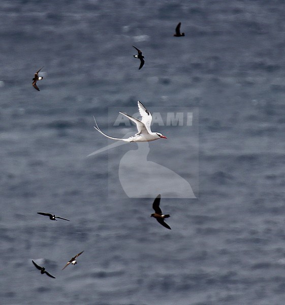 Red-billed Tropicbird, Phaethon aethereus, on the Galapagos islands, Ecuador. Together with storm petrels. stock-image by Agami/Dani Lopez-Velasco,