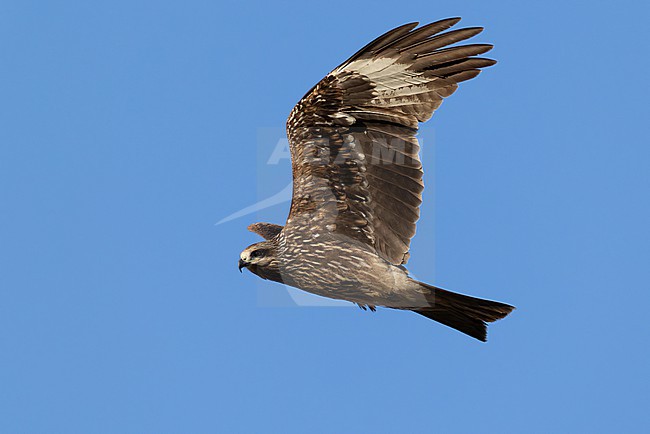 immature or second calendar year  Black-eared Kite (Milvus migrans, subspecies lineatus) in flight, found in Chentii-Aimag in Mongolia stock-image by Agami/Mathias Putze,