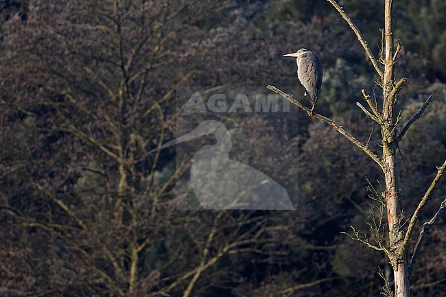 Grey Heron (Ardea cinerea) perched in water stock-image by Agami/Ralph Martin,