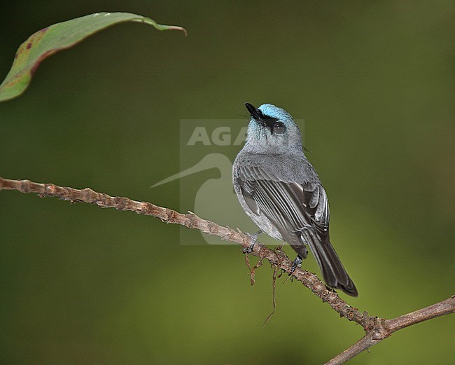 Dull-blue Flycatcher (Eumyias sordidus) male perched on a branch stock-image by Agami/Andy & Gill Swash ,