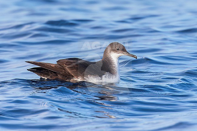 Yelkouan shearwaters breed on islands and coastal cliffs in the eastern and central Mediterranean. It is seen here sitting on a clear blue background of the Mediterranean Sea of the coast of Sardinia. stock-image by Agami/Jacob Garvelink,