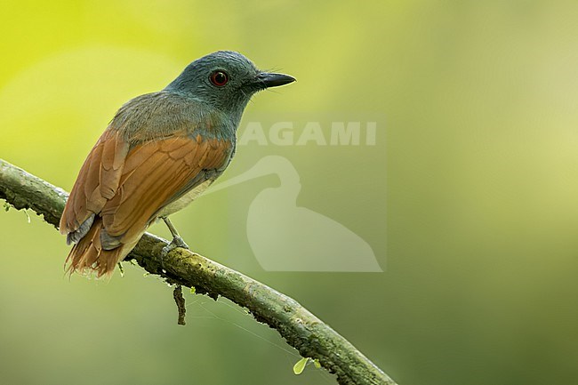 Rufous-winged Philentoma (Philentoma pyrhoptera) Perched on a branch in Borneo stock-image by Agami/Dubi Shapiro,