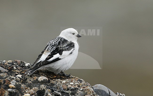 Adult breeding male Snow Bunting (Plectrophenax nivalis nivalis), perched on the ground at Longyearbyen, Svalbard in arctic Norway. Showing side and rump. stock-image by Agami/Helge Sorensen,