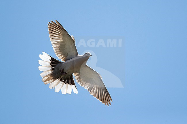 Adult Eurasian collared Dove (Streptopelia decaocto) in flight from below in the blue sky stock-image by Agami/Mathias Putze,