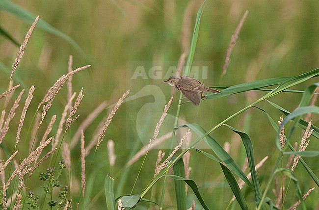 Adult Eurasian Reed Warbler (Acrocephalus scirpaceus) in flight over a reed bed in the Netherlands during summer. stock-image by Agami/Marc Guyt,