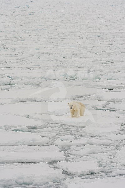 A polar bear in an icescape, Ursus maritimus. North polar ice cap, Arctic ocean stock-image by Agami/Sergio Pitamitz,