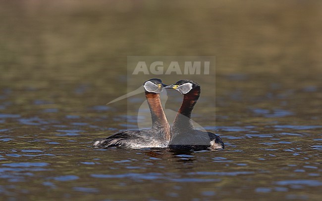 Red-necked Grebe (Podiceps griseigena) pair showing courtship behaviour on a lake in Rudersdal, Denmark stock-image by Agami/Helge Sorensen,